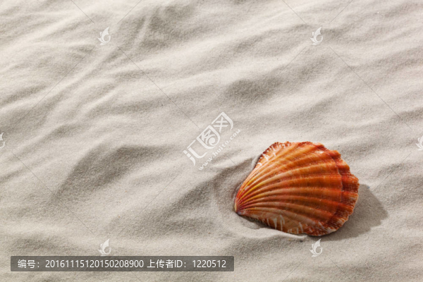 在沙灘上的貝殼