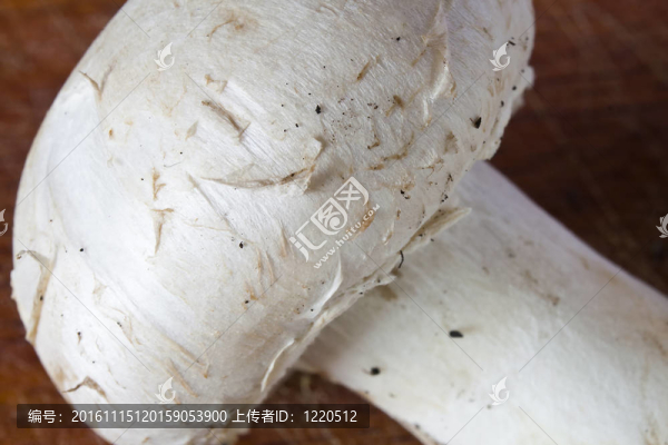 香菇蘑菇