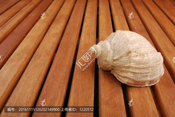 海貝殼-匯圖網(wǎng) www.fosd68.com 海貝殼