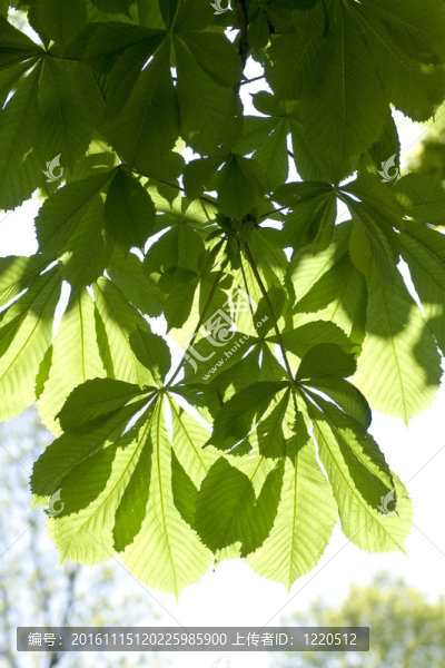 陽光下的栗葉-匯圖網(wǎng) www.fosd68.com 陽光下的栗葉