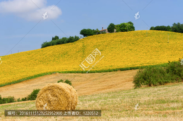 進(jìn)軍（意大利）-夏季景觀