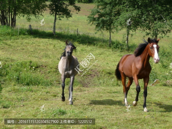 奔跑的馬匹-匯圖網(wǎng) www.fosd68.com 奔跑的馬匹