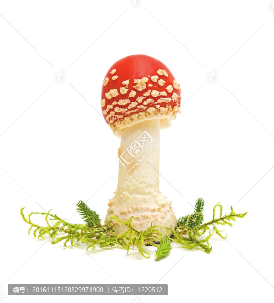 粉木耳蘑菇