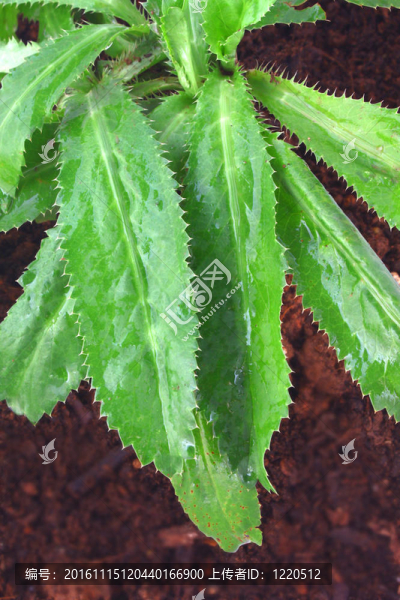 長的香菜