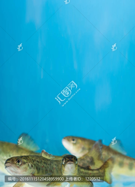 水族館里的鮭魚游泳