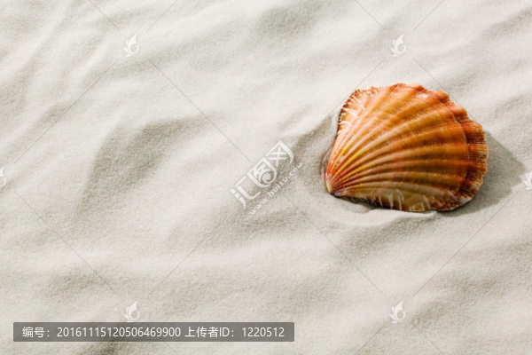 貝殼躺在沙灘上的沙灘上
