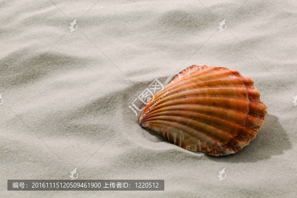 貝殼躺在沙灘上的沙灘上