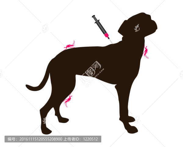 狗對蚊子叮咬的疾病進(jìn)行免疫