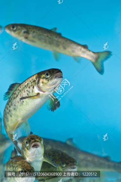 水族館里的鮭魚游泳