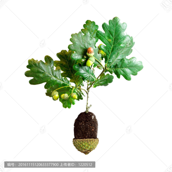從土狀生長橡樹的橡子