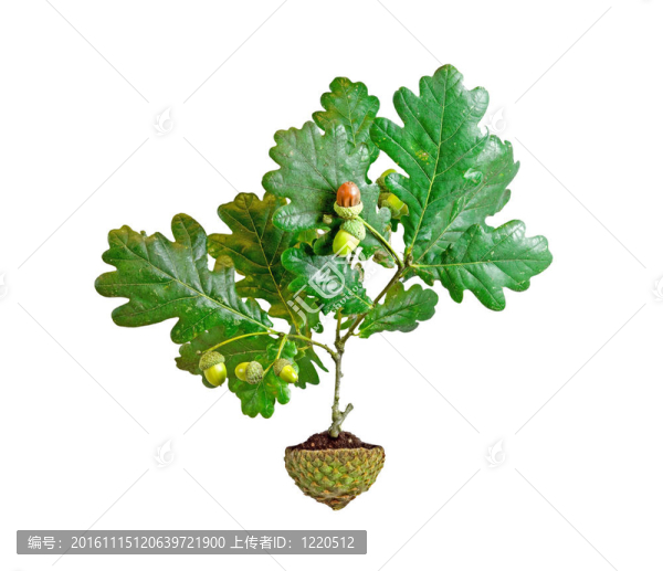 從橡碗土壤種植的橡樹(shù)-匯圖網(wǎng) www.fosd68.com 從橡碗土壤種植的橡樹(shù)