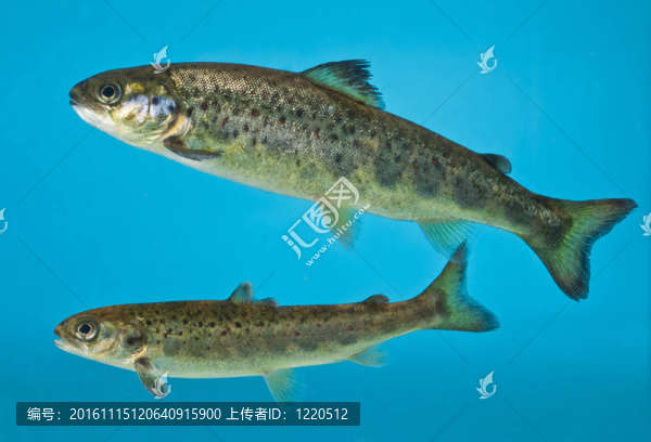 水族館里的鮭魚(yú)游泳