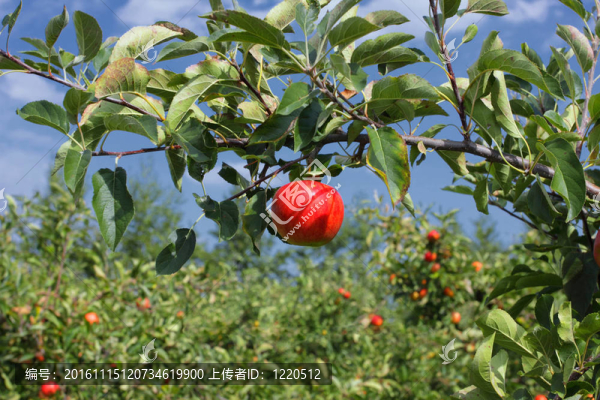美麗的紅蘋果在藍(lán)天下的樹枝上