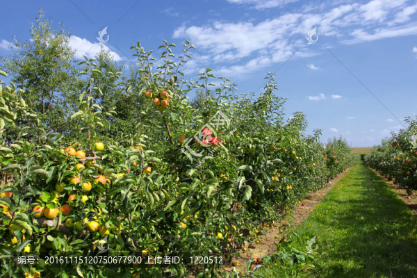 夏天果園里裝著蘋果的蘋果樹