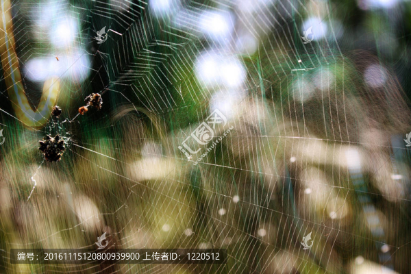 摘要蜘蛛網(wǎng)