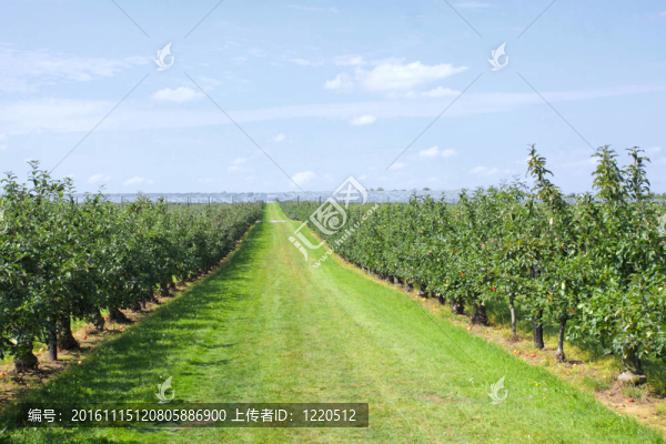 夏天果園里裝著蘋果的蘋果樹