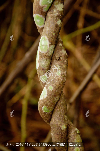 樹分支背景紋理