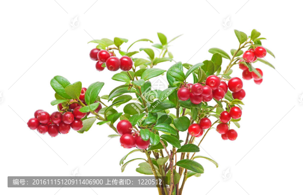 布什小紅莓在白色背景