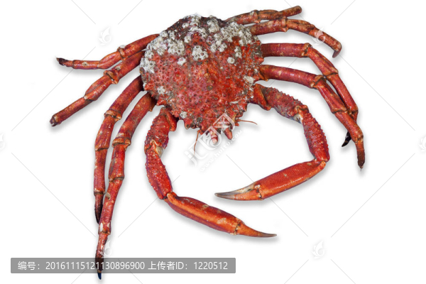 奇妙的紅熟蟹