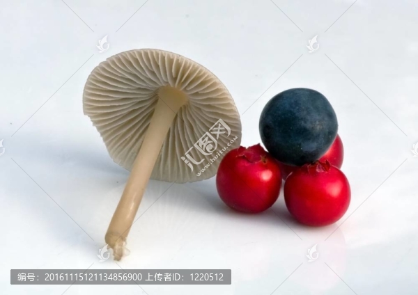 小蘑菇；
