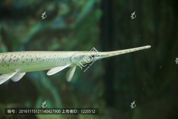 魚