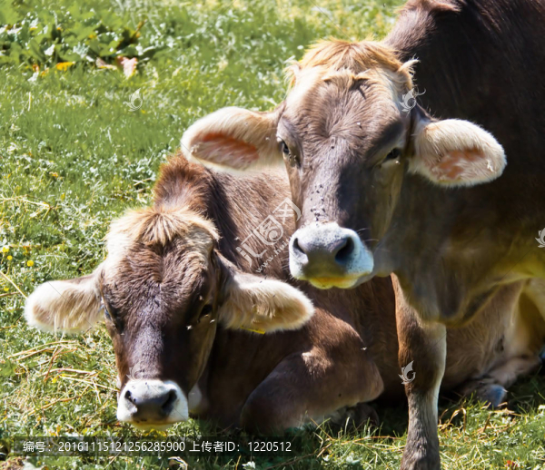 在山上的牧場上的母牛-匯圖網(wǎng) www.fosd68.com 在山上的牧場上的母牛
