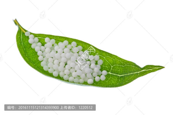 順勢(shì)療法。小球?yàn)樘娲t(yī)學(xué)