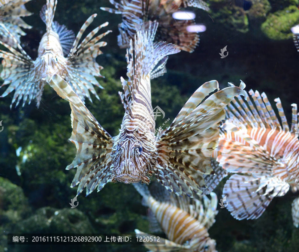 紅獅子魚