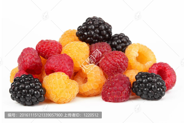 漿果成熟黑莓黑色；黃、紅樹莓