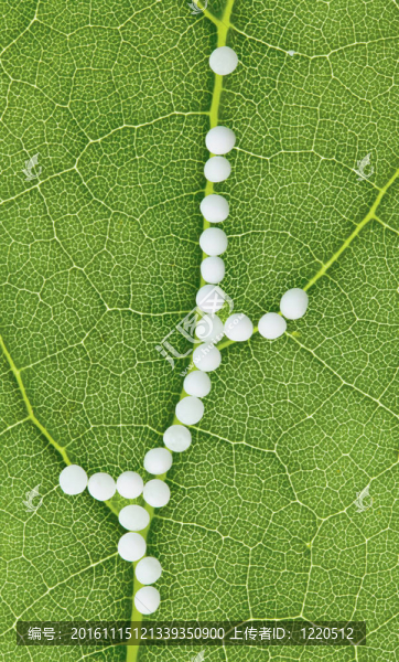 順勢(shì)療法。小球?yàn)樘娲t(yī)學(xué)