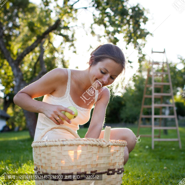 在果園里收集蘋果的年輕女子