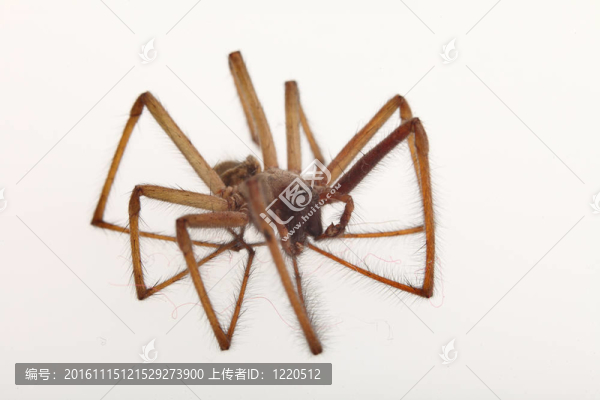 蜘蛛分離-匯圖網(wǎng) www.fosd68.com 蜘蛛分離