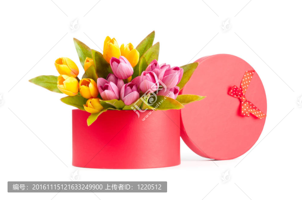 彩盒和郁金香白色隔離