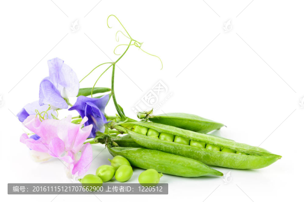 豌豆和甜豌豆莢豌豆莢