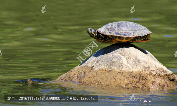 海龜在巖石上做瑜伽