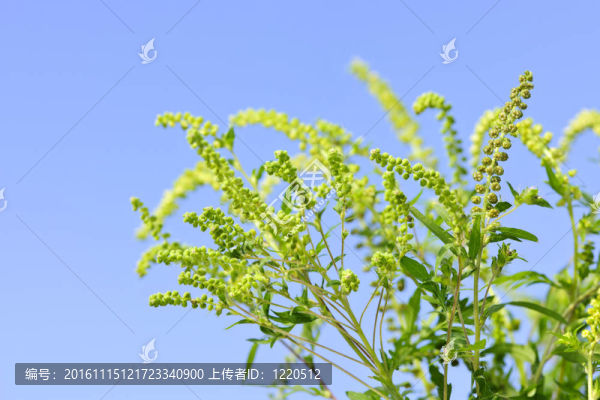 豚草屬植物
