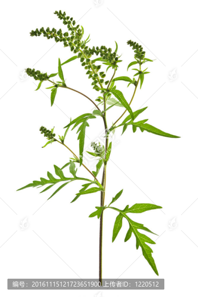 豚草屬植物