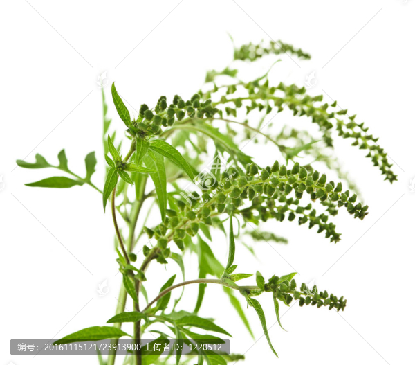 豚草屬植物