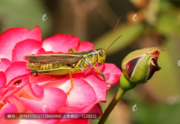 一只坐在紅玫瑰上的小蝗蟲