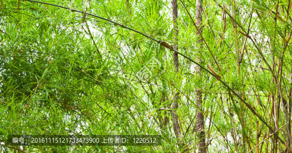 翠綠的竹leaves.stems樹干的背景。