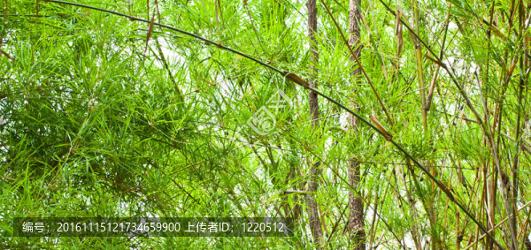 翠綠的竹leaves.stems樹干的背景。
