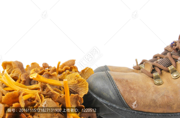 漏斗雞油菌