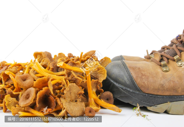 漏斗雞油菌