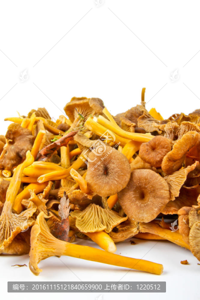 漏斗雞油菌
