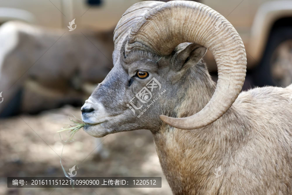 大角羊