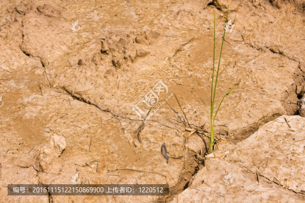 在干棕色土壤中的植物