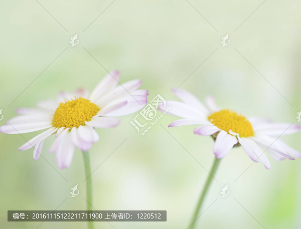 雛菊花
