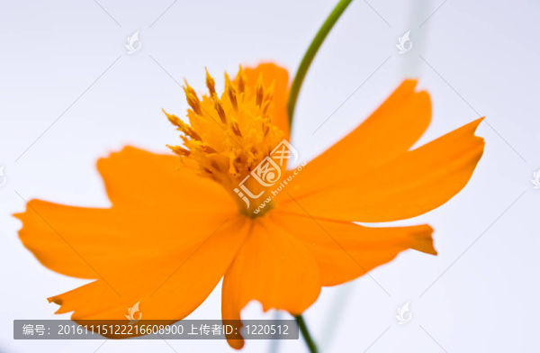 橙花cosmoc
