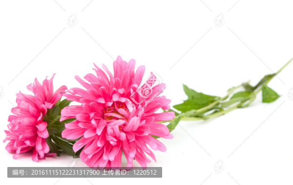 粉紅色的紫菀