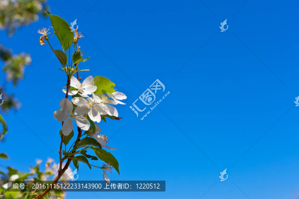 淡藍(lán)色背景蘋果花圖片